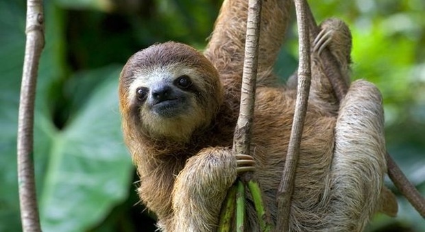 Solo in Costa Rica l'esperienza unica di accarezzare un bradipo
