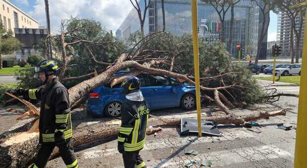 Roma, alberi a rischio crollo in dieci zone: dalla Nomentana alla Colombo, si allargano i controlli