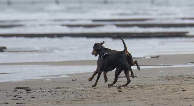 Multe ai proprietari dei cani lasciati liberi in spiaggia senza guinzaglio né museruola