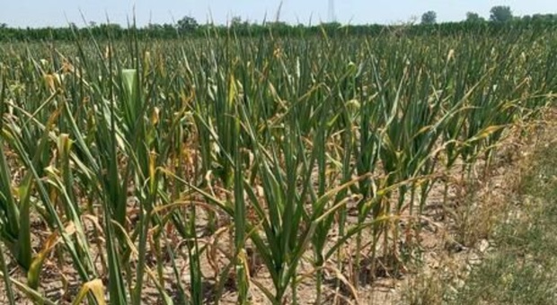 Siccità in Lombardia, l'allarme di Enel: «È finita l'acqua per uso agricolo»
