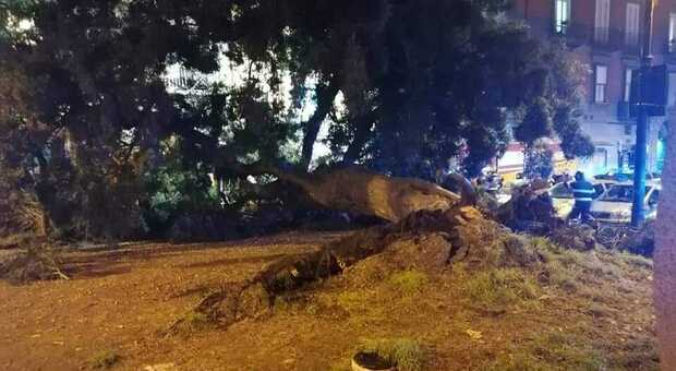 Maltempo a Napoli: albero cade in piazza Cavour, motociclista resta ferito nel tentativo di scansarlo