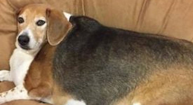 Sei milioni di cani in sovrappeso: «Viziati e ingrassati durante il lockdown»