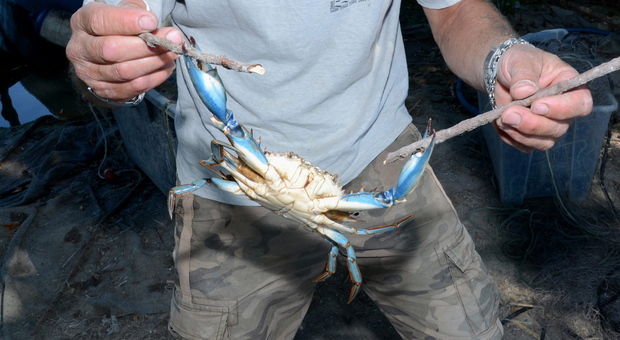 Chioggia. Stallo per la pesca, molluschicoltura a rischio: il granchio blu minaccia cozze e vongole