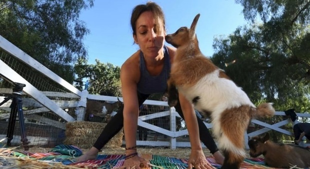 A Los Angeles in California per fare una lezione di yoga insieme alle capre