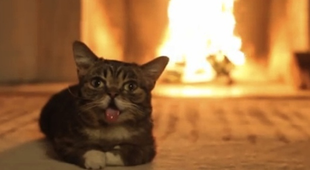 Bub, il gatto star del web: un'ora davanti al camino per scaldarsi