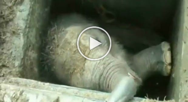 Il salvataggio dell'elefantino caduto nel canale di scolo e con una gamba fratturata