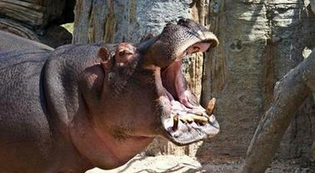 Dagli ippopotami ai criceti: così il Covid colpisce gli animali. Farmaci sperimentali negli zoo