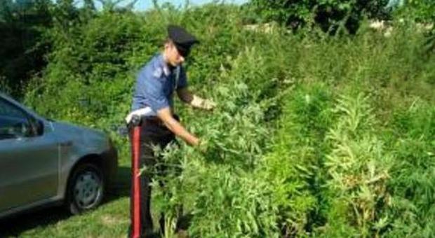 Monsampolo: scoperta una piantagione di marijuana, due persone arrestate
