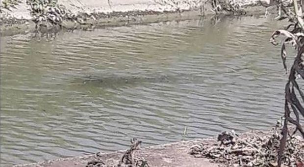 Coccodrillo avvistato nel canale di Maccarese: adesso c'è la foto