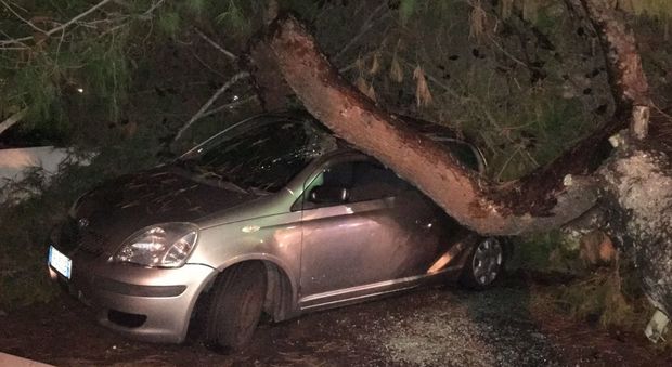Il pino caduto su due automobili in via Adige, a Lecce