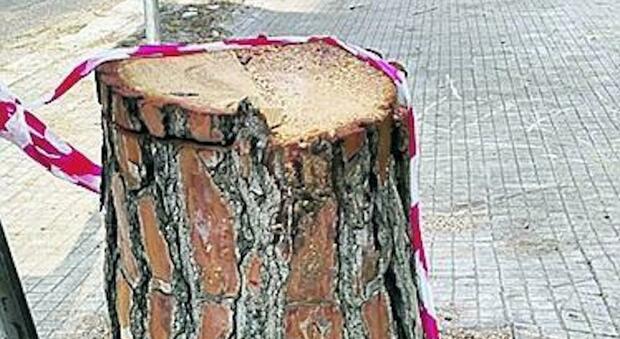 Bocciata la petizione "salva-alberi". Monta la protesta in città