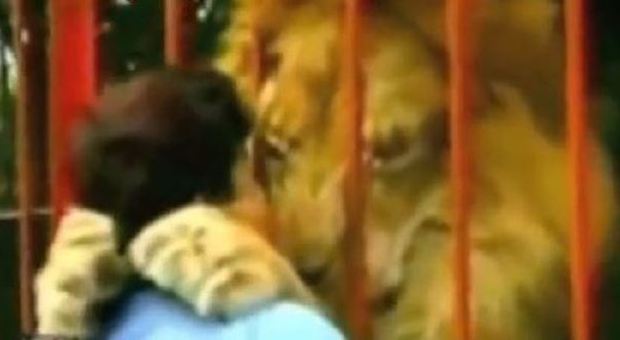 Un leone bacia e abbraccia la donna che lo ha salvato
