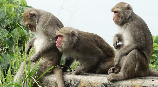 India, 400 scimmie invadono il villaggio: abitanti costretti alla fuga