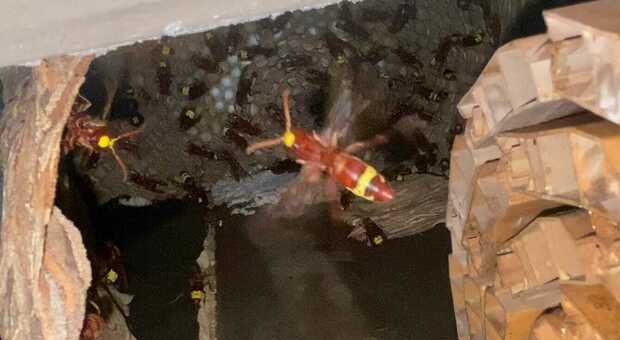 Vespe Orientalis, nido in un appartamento: 700 insetti scoperti nell'avvolgibile del bagno. L'esperto: «Picco a fine settembre»