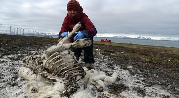 Renne morte per fame, trovati 200 scheletri. Gli esperti: «Colpa dei cambiamenti climatici»