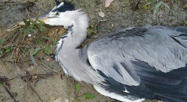 Monte Porzio, un airone abbattuto nel parco fluviale: ambientalisti furiosi