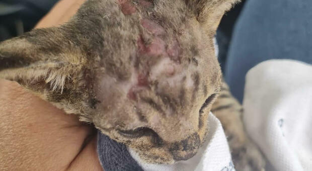 Il gattino gravemente ferito dalle fiamme
