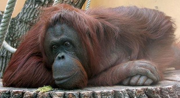 Sandra, l'orango rioconsciuta essere senziente. (immagine pubblicata Ansa)
