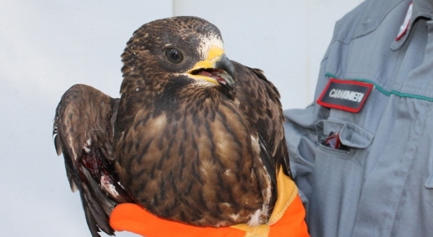 Raro esemplare di falco pecchiaiolo salvato dai carabinieri forestali