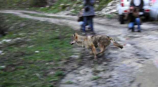 Bocconi avvelenati, strage continua Salvato in extremis un giovane lupo