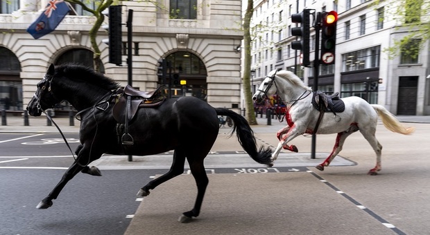 Cavalli di Buckingham Palace scappano dalla scuderia e seminano il panico nel centro di Londra: «Uno ricoperto di sangue»