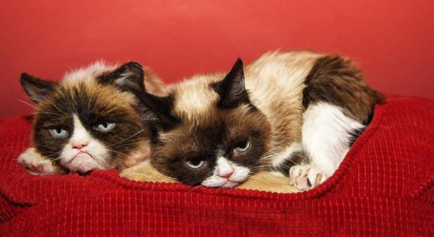 Grumpy Cat superstar, il gatto più scontroso del web approda al Madame Tussauds