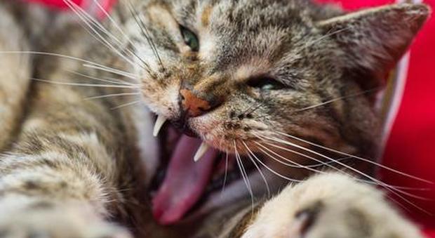 Guardare video di gattini fa bene alla salute: lo studio delle maggiori università