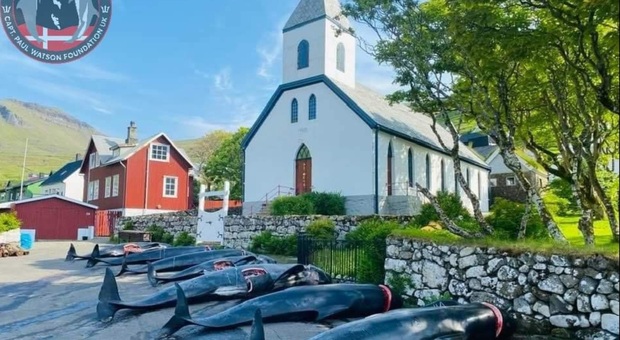 Le balene uccise deposte davanti alla chiesa. (Immag diffusa sui social da Captain Paul Watson Foundation Uk-Faroe Islands Campaign)