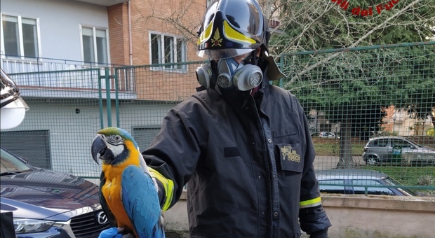 Scappa il pappagallo brasiliano, ritrovato dai vigili del fuoco