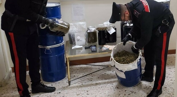 In casa quasi 18 chili di marijuana ed hashish, arrestato un 36enne a Castignano: aveva allestito una vera e propria serra