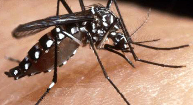 Paura a Vicenza, focolaio di febbre dengue a causa di una puntura di zanzara tigre