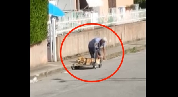 L'anziano padrone e il cane malato di tumore: la passeggiata commuove Facebook Video