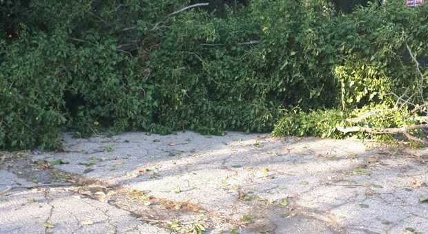 Il forte vento fa strage di alberi: le piante crollate bloccano le strade