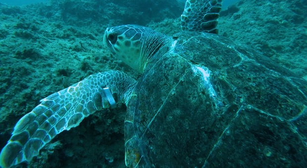 La tartaruga Adri ritorna in mare: l'emozione del tuffo per la libertà