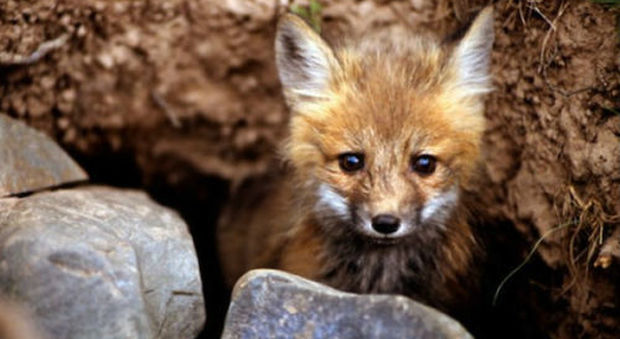 «Troppe volpi»: la Provincia vuole ucciderle, anche i cuccioli nelle tane