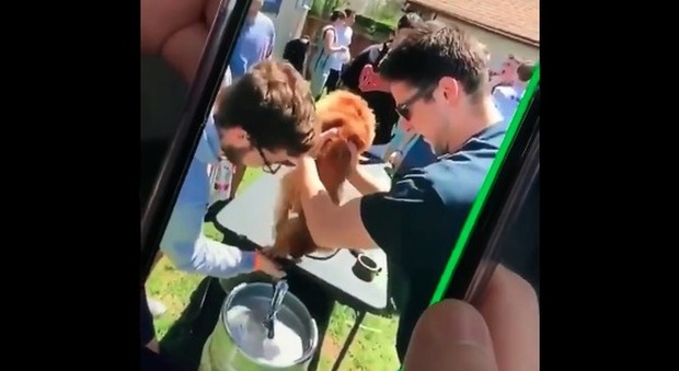 Studenti costringono un cagnolino a bere birra da un barile. Il video choc fa il giro del web