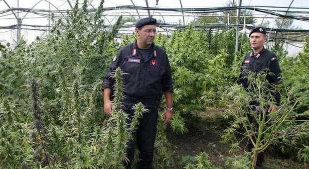 Agerola, scoperta dai carabinieri piantagione di marijuana