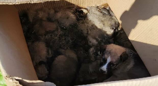Dieci cuccioli abbandonati in un cartone, morti dopo una lunga agonia: taglia di mille euro per cercare il colpevole