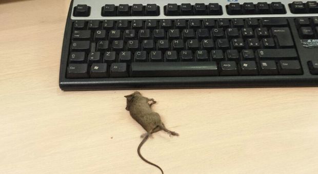 Roma, un "mouse" sulla scrivania dell'Anagrafe. Ma il topo è vero, ed è morto