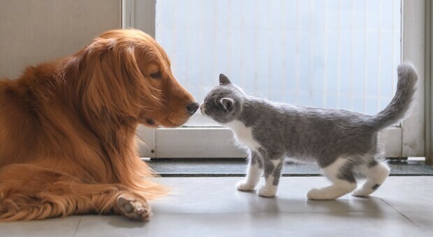 Sfatato il mito sull'innata rivalità tra cani e gatti