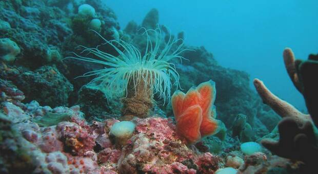 Chioggia e la sua "barriera corallina": «Le Tegnue tornino al Comune, è il custode naturale»
