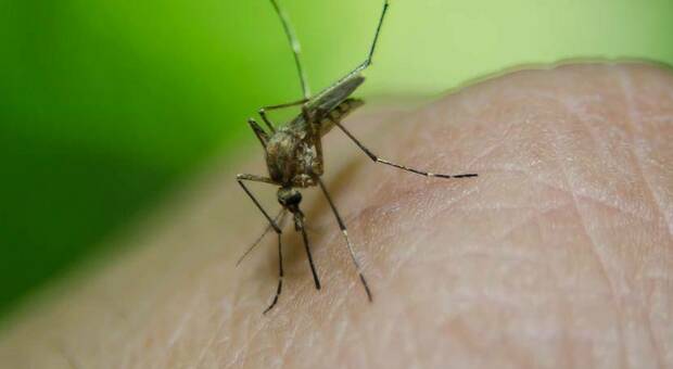 Invasione di zanzare geneticamente modificate sulla Florida: in arrivo 750 milioni di esemplari