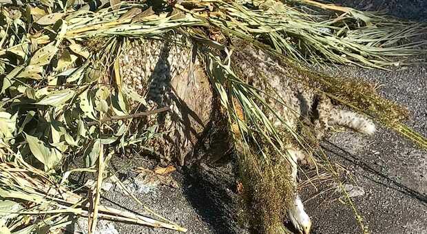 Carcassa di pecora in avanzato stato di decomposizione abbandonata di fronte all'ingresso dell'area archeologica di Grottarossa