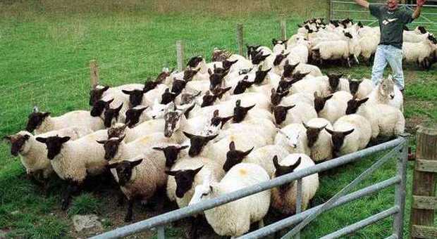 Pecore, la strage della «lingua blu»: sos dai veterinari