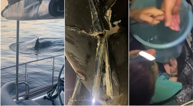 Orche attaccano una barca al largo delle coste della Spagna, terrore a bordo: timone a pezzi e scafo perforato