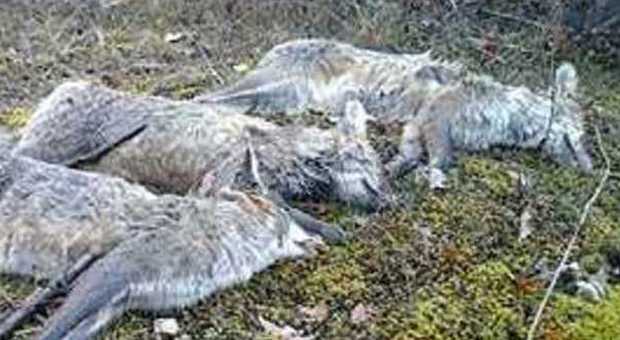 Tre volpi uccise a fucilate ed esposte, proteste all'Aquila