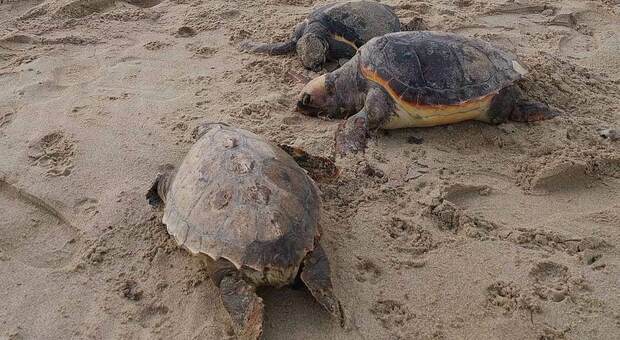 Cinque tartarughe Caretta caretta ritrovate morte sulla spiaggia