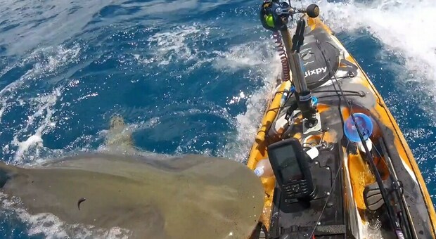Squalo tigre attacca il kayak, il pescatore salvo per miracolo: «L'ho preso a calci ed è fuggito», il VIDEO choc