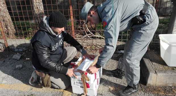 Cenone sicuro, maxi blitz a Salerno: sequestrati 400 chili di pesce