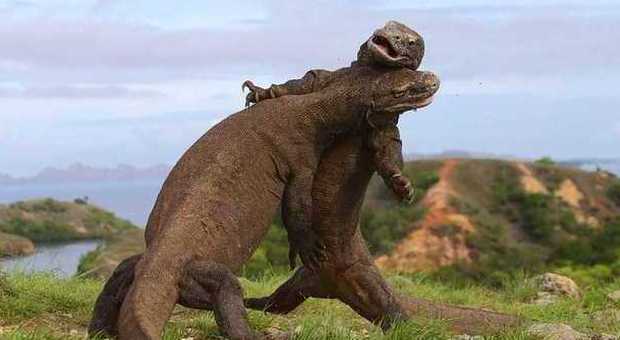Come in Jurassic World: i due draghi di Komodo si affrontano